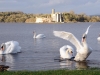 castle_island-swans3_