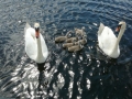 08may_swanfamily