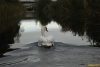 10 Swan at dusk on Corbally Herbertstown Canal