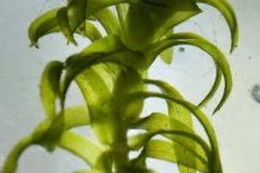 02  Canadian-Pondweed-Elodea-canadensis-by-biodiversity-ireland