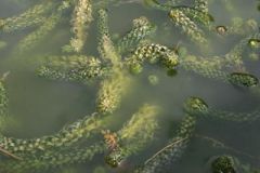 04  Curly-Leaved-Waterweed-Lagarosiphon-major-by-Collette-OFlynn