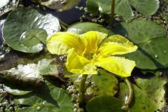 06  Fringed-Water-lily-Nymphoides-peltata-biodiversity-Ireland