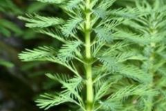 05  Parrots-Feather-Myriophyllum-aquaticum