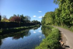 07  Weed-on-Naas-Canal-May-2020-by-R-Parrow